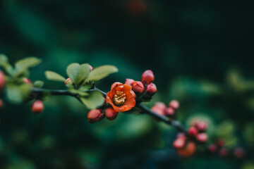red and yellow flower