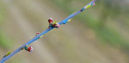 Apricot Tree Sprouts
