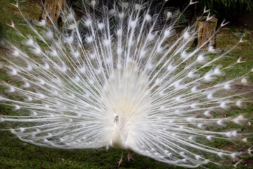 Impressive Displaying male white peacock Pavo cristatus. The Indian peafowl, common peafowl, and...