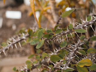 botanical garden, various plants and their flowers
