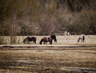 wild horses that live, graze and grow in the urban environment, meadow and island in the urban area