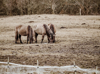 wild horses that live, graze and grow in the urban environment, meadow and island in the urban area