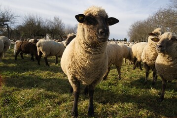 Obraz premium Herd of sheep in a meadow - one sheep looks at the observer with interest