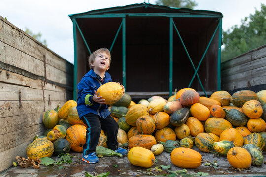 Portrait of small boy in truck with pumpkins