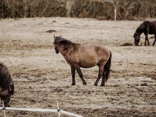 wild horses that live, graze and grow in the urban environment, meadow and island in the urban area