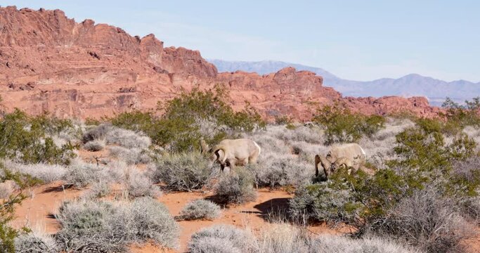 Pair of big horn sheep feeding on dry desert brush against the backdrop of the rugged red sandstone rocks of Valley of Fire in the desert of Nevada - Zoom in