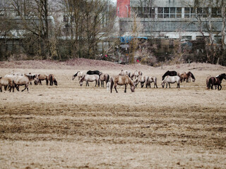 wild horses that live, graze and grow in the urban environment, meadow and island in the urban area