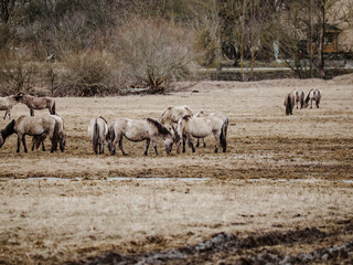 Obraz na płótnie Canvas wild horses that live, graze and grow in the urban environment, meadow and island in the urban area