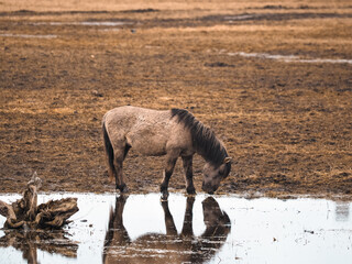 wild horses that live, graze and grow in the urban environment, meadow and island in the urban area