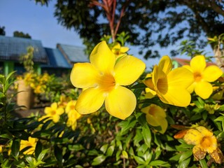 Alamanda flower (Allamanda cathartica) in the morning