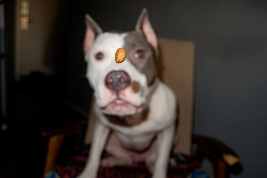 Moment Flying Piece Delicious Dry Food For Dog