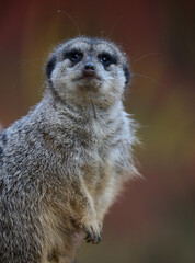 Fototapeta premium A meerkat stands and looks ahead on a spring day