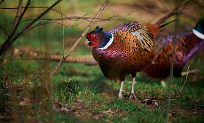 Adult male pheasant walking in the middle of a green lawn