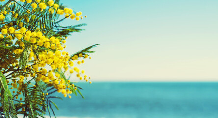 Branch with yellow flowers of mimosa (Acacia Dealbata) close-up against the blue sea, soft selective focus. Floral gentle spring background, banner