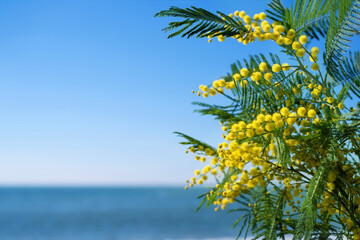 Branch with yellow flowers of mimosa (Acacia Dealbata) close-up against the blue sea, soft selective focus. Floral gentle spring background