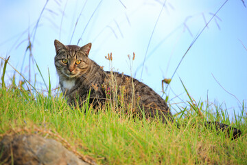 Feral cat in Omapere, on the south shore of the Hokianga harbour in the Northland Region, New Zealand.