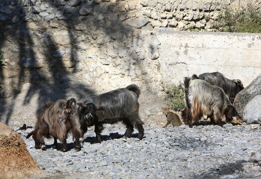 Stray / feral cat amongst goats in Wadi Beni Khalid riverbed, Oman.