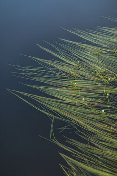 Seaweed in a lake