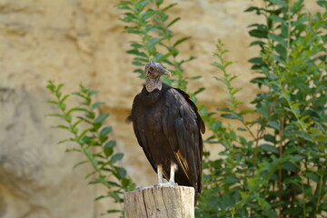 Black Vulture on a fence post
