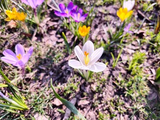 On a sunny day, colorful crocuses bloom in a clearing in a city park.