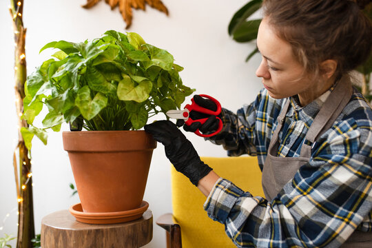 Young Woman Prunes A Plant