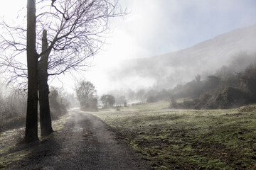 Tranquility in Solitude: Serene Dirt Path in the Countryside Mist