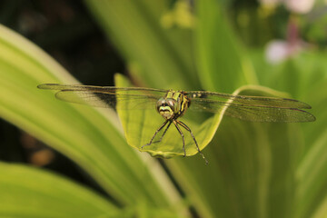 macro photography of green dragonfly on blurred background