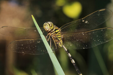 macro photography of green dragonfly on blurred background