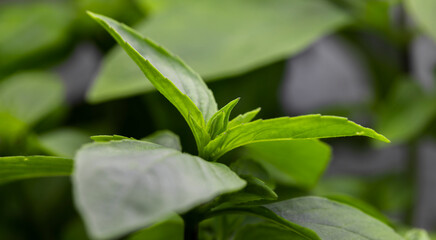 Obraz premium Organic growing Basil leaves close up macro 