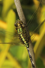 macro photography of green dragonfly on blurred background