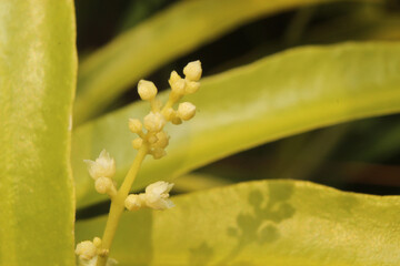 macro photography of zodia flower. mosquito repellent plant