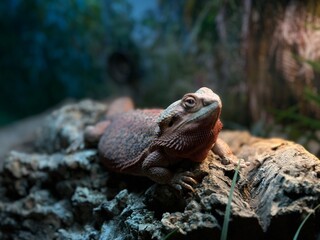lizard on the rock