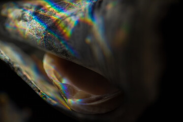 close up of two seashells in prism light