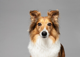 One beautiful Sheltie dog looking at the camera in the studio by a gray background