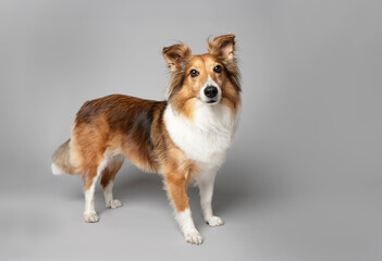 One beautiful Sheltie dog looking at the camera in the studio by a gray background