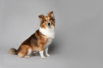 One beautiful Sheltie dog looking at the camera in the studio by a gray background