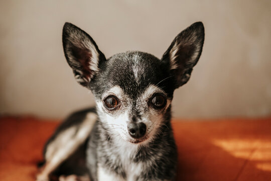 Chihuahua portrait
