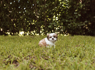 One adorable shih-tzi puppy dog posing on the grass and looking at the camera