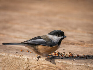 Obraz premium chickadee perched on a wooden deck and enjoying birdseeds