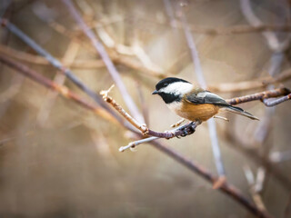  chickadee perched on a tree branch in winter