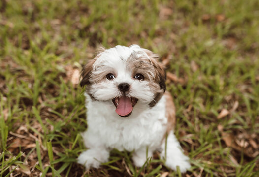 One adorable shih-tzi puppy dog posing on the grass and looking at the camera
