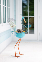 One adorable Shih-tzu puppy dog in a blue decor bird sculpture in front of a light blue house 
