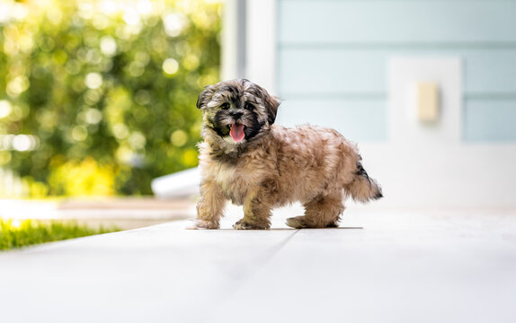 One adorable shih-tzu dog shaking legs and sticking out the tongue in the backyard