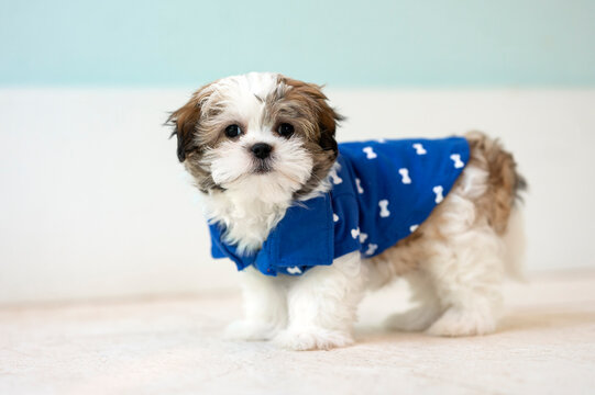 One adorable shih-tzu dog wearing blue sweather posing on a tile floor 