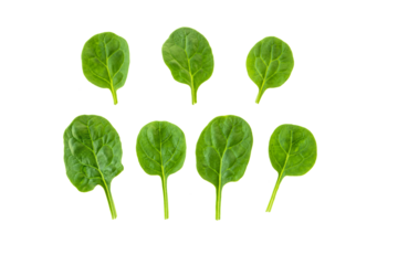 Baby spinach leaves set isolated transparent png. Healthy food
