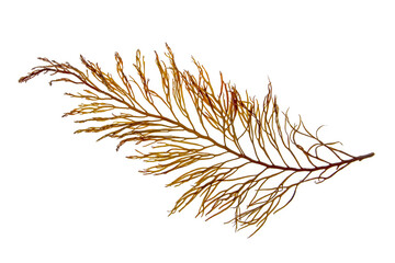 Cystoseira algae or brown seaweed  branch isolated transparent png. © photohampster