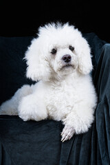 White poodle in armchair posing in studio