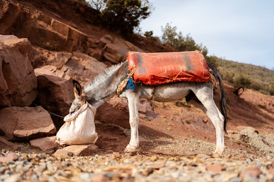 A donkey in the Atlas Mountains in Morocco