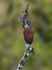 Planalto Woodcreeper with moth on green background