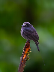 Long-tailed Tyrant on stick in Atlantic Forest, Brazil